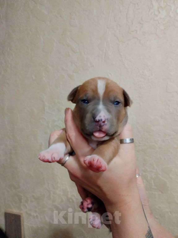 Собаки в Белгороде: Американский стаффордширский терьер щенок  Мальчик, 100 000 руб. - фото 4