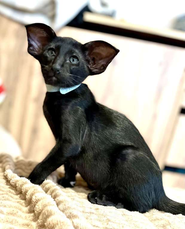 Кошки в Перми: Ориентальный котенок Мальчик, 100 000 руб. - фото 1