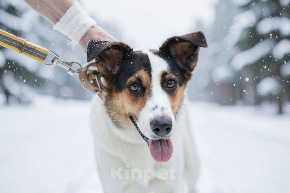 Собаки в Видном: Мафи, собачка ищет дом Девочка, Бесплатно - фото 1