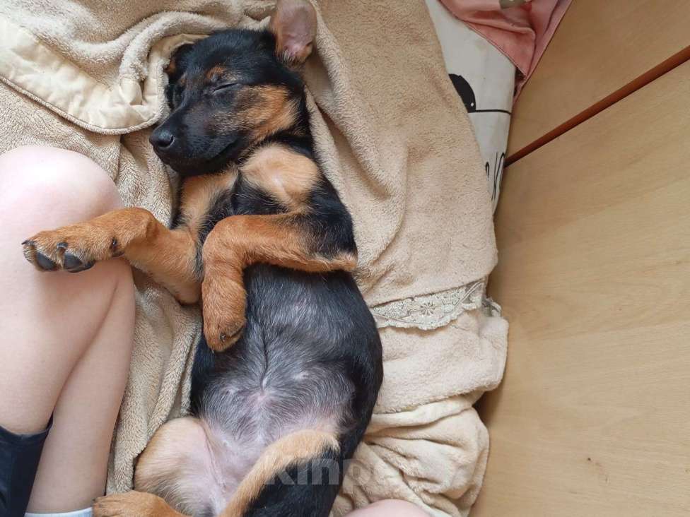 Собаки в Волжском: Щенок ягдтерьера Девочка, Бесплатно - фото 1