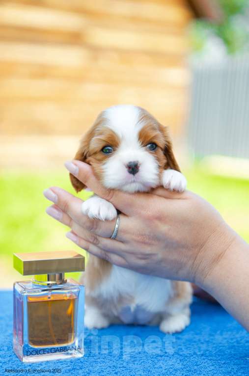Собаки в Челябинске: Девочка от шикарных титулованных родителей Девочка, Бесплатно - фото 5