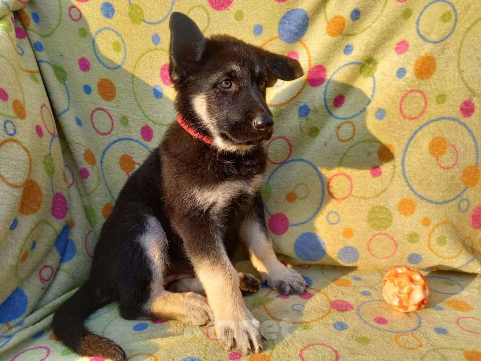 Собаки в других городах Крыма: Вента Девочка, 25 000 руб. - фото 2