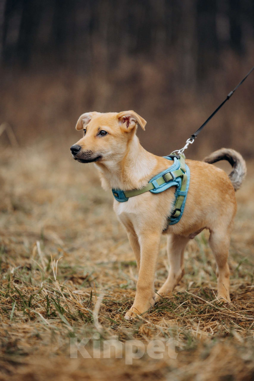 Собаки в Москве: Рыжий, маленький лисёнок в поисках дома! Мальчик, Бесплатно - фото 2