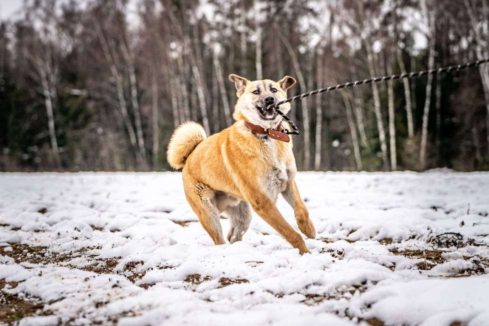 Собаки в Клине: Хорт — серьёзный парень Мальчик, Бесплатно - фото 9