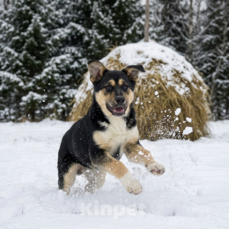 Собаки в Москве: щенок Ника в добрые руки Девочка, Бесплатно - фото 7