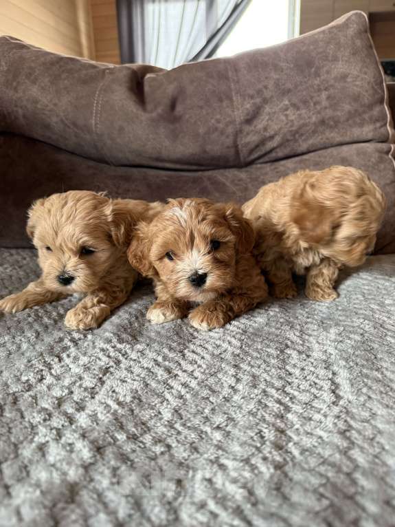 Собаки в Новосибирске: Щенки мальтипу f1 Мальчик, 100 000 руб. - фото 3