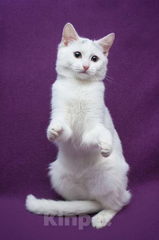 Кошки в Москве: Белый котенок Белочка в добрые руки Девочка, 1 руб. - фото 2