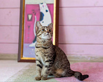 Кошки в Раменском: Котёнок  очень милый Кола Девочка, Бесплатно - фото 5