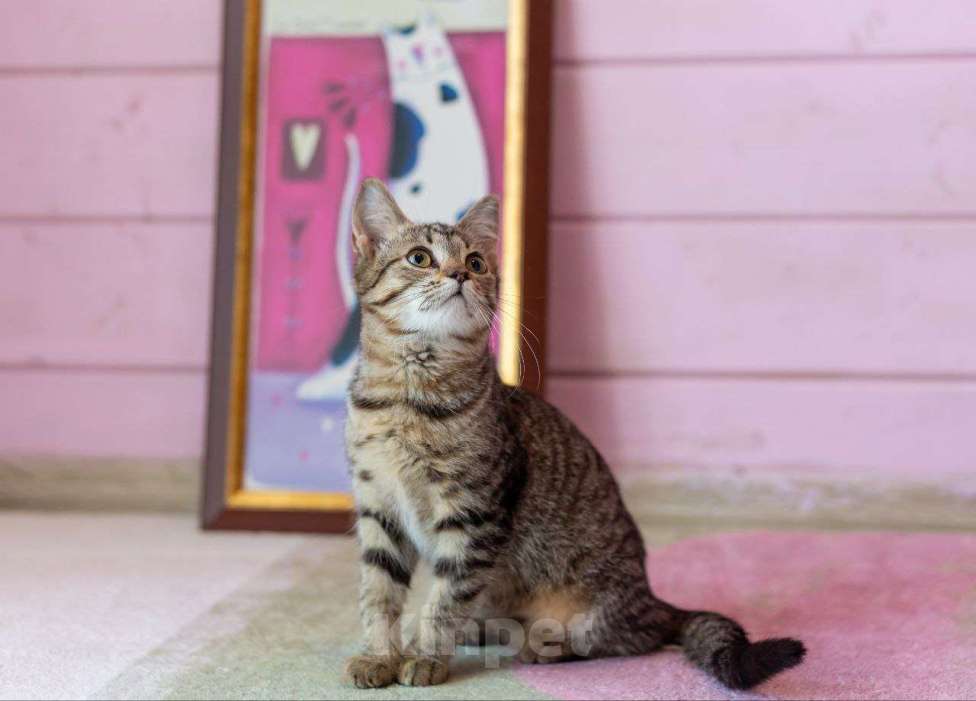 Кошки в Раменском: Котёнок  очень милый Кола Девочка, Бесплатно - фото 5