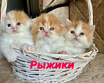 Кошки в Москве: Рыжий вислоухий Мальчик, 30 000 руб. - фото 1
