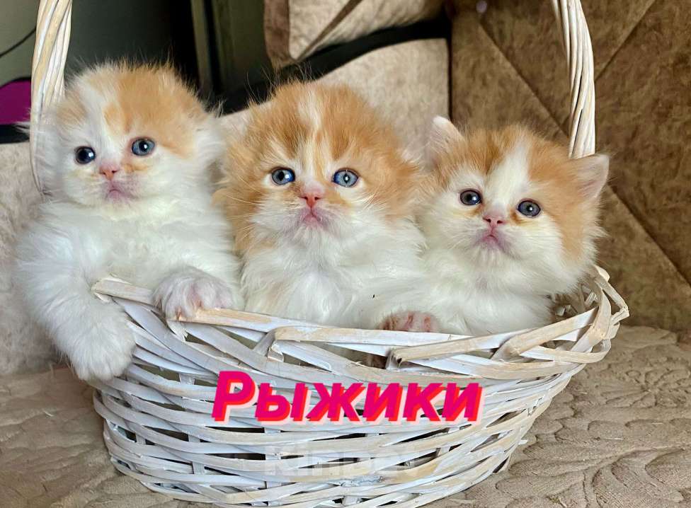 Кошки в Москве: Рыжий вислоухий Мальчик, 30 000 руб. - фото 1