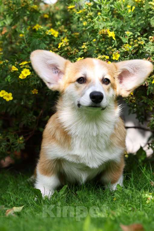 Собаки в Казани: Щенок вельш корги пемброк  Девочка, 70 000 руб. - фото 2