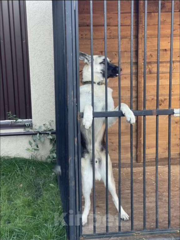 Собаки в других городах Московской области: В Добрые Руки! Мальчик, 30 000 руб. - фото 1