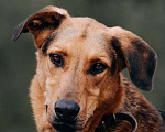 Собаки в Москве: Приютский пёс Брэд — идеальный мальчик в дар Мальчик, 1 руб. - фото 2