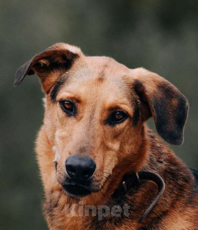 Собаки в Москве: Приютский пёс Брэд — идеальный мальчик в дар Мальчик, 1 руб. - фото 2