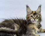 Кошки в Москве: Котенок мейн кун Девочка, Бесплатно - фото 3