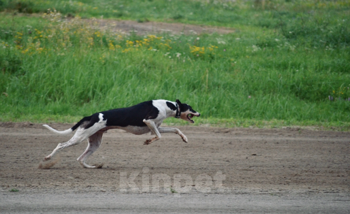 Собаки в Тамбове: Хантер  Мальчик, Бесплатно - фото 2