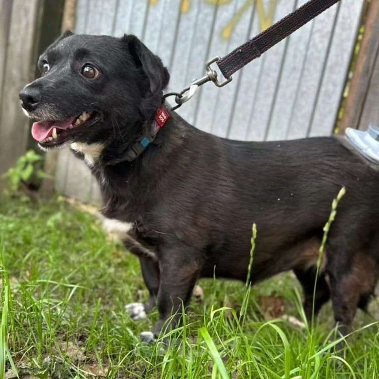 Собаки в Москве: Маленькая собачка пропадает в приюте 💔 Девочка, Бесплатно - фото 5