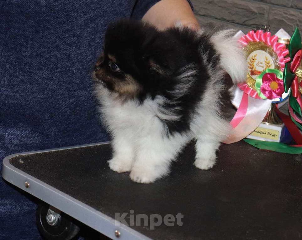 Собаки в Москве: Нарядная красотка Девочка, 75 000 руб. - фото 3