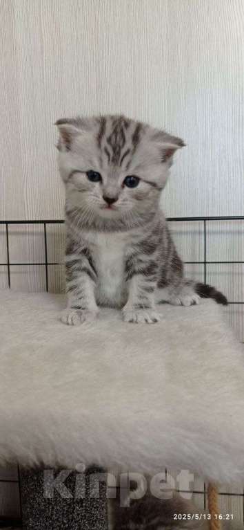Кошки в Новочебоксарске: Шотландский малыш прямоухий  Мальчик, Бесплатно - фото 2