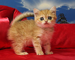 Кошки в Клине: Яркая золотая кошечка Девочка, 15 000 руб. - фото 3