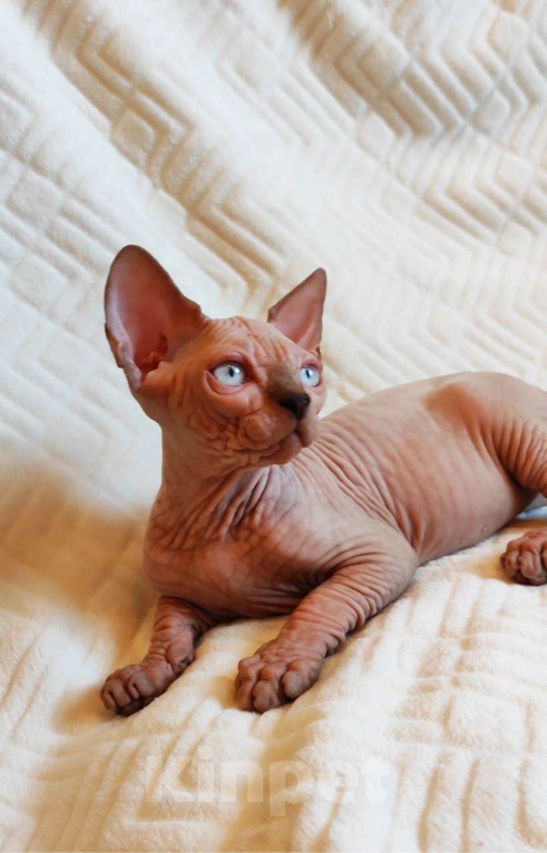 Кошки в Москве: Котёнок канадского сфинкса Мальчик, 35 000 руб. - фото 8