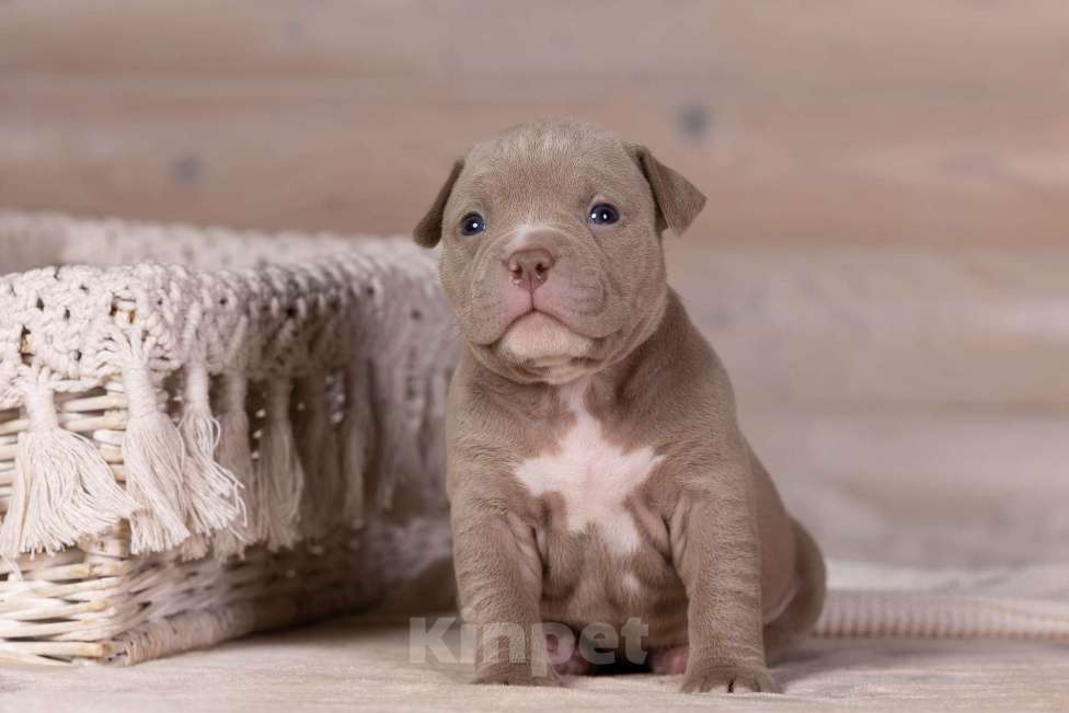 Собаки в Королеве: Американский булли стандарт Девочка, 200 000 руб. - фото 2