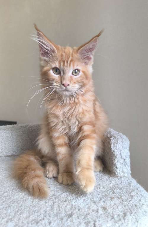 Кошки в Санкт-Петербурге: Зефир Мальчик, 50 000 руб. - фото 3