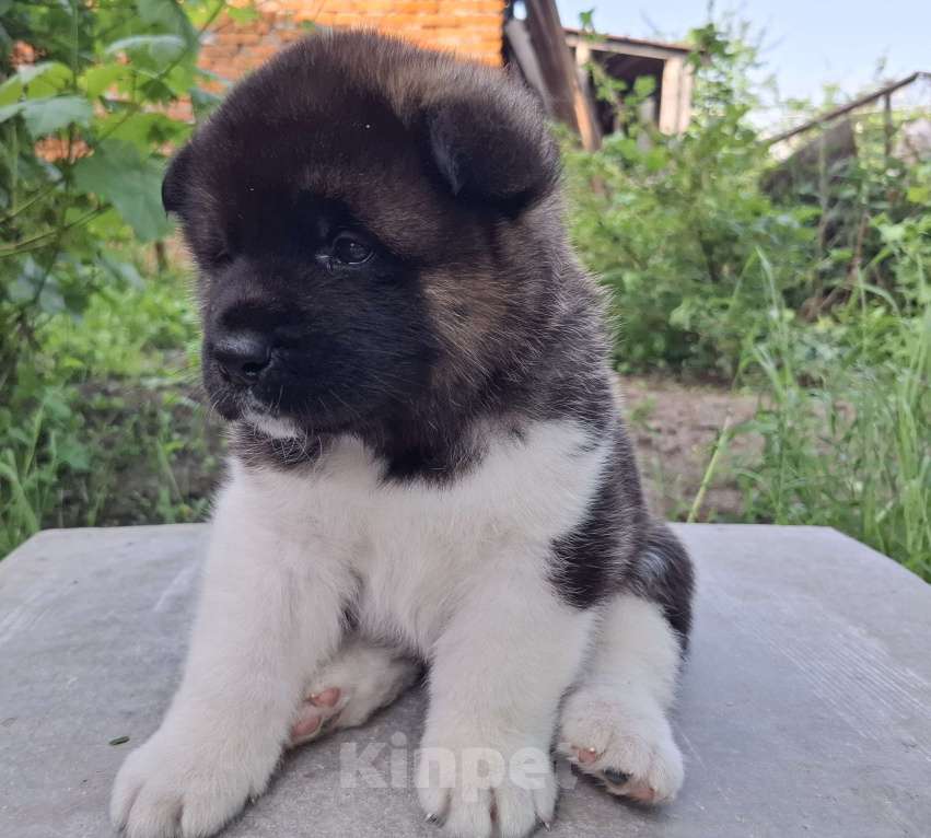 Собаки в Москве: Щенок американской акиты  Мальчик, 50 000 руб. - фото 6