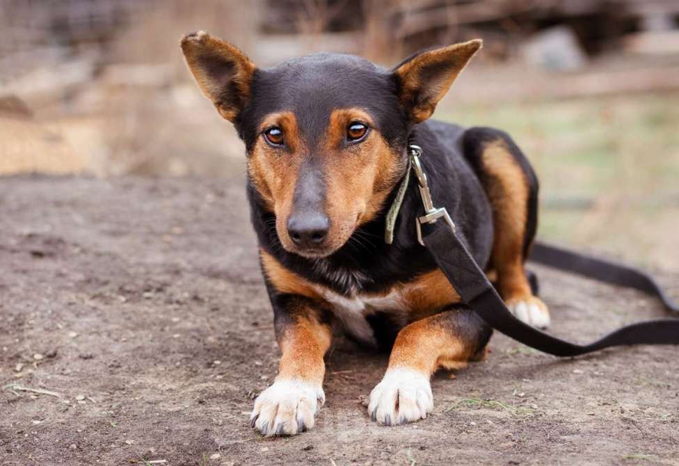 Собаки в Москве: Небольшой пёсик в добрые руки Мальчик, Бесплатно - фото 7
