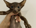 Кошки в Краснодаре: Ориентальный котенок Девочка, Бесплатно - фото 2