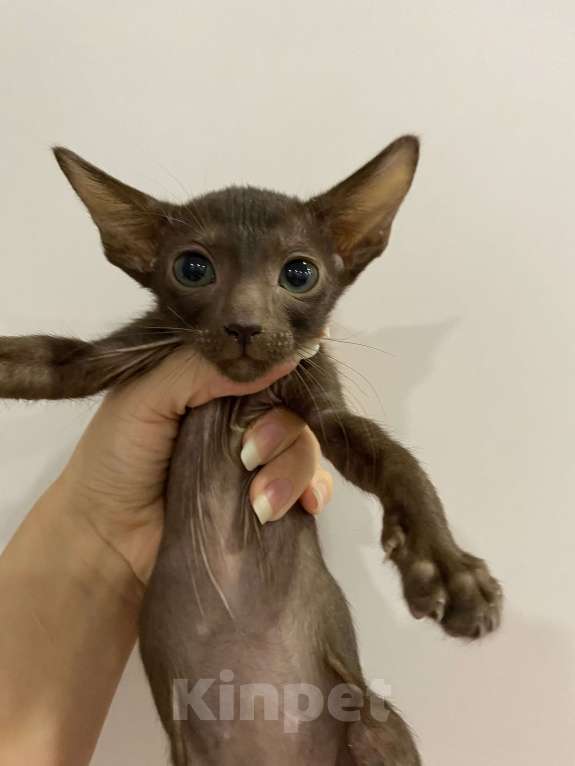 Кошки в Краснодаре: Ориентальный котенок Девочка, Бесплатно - фото 2