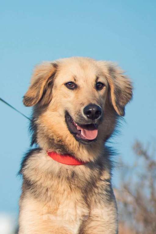 Собаки в Москве: Малышка с чудесным характером ищет семью. Девочка, Бесплатно - фото 2