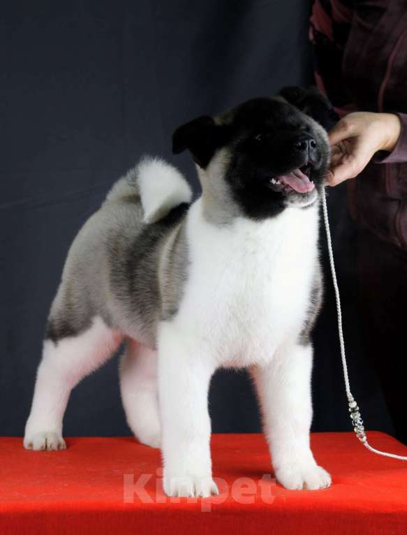 Собаки в других городах Ленинградской области: Щенок Американской акиты, для семьи и выставок. Мальчик, 80 000 руб. - фото 2