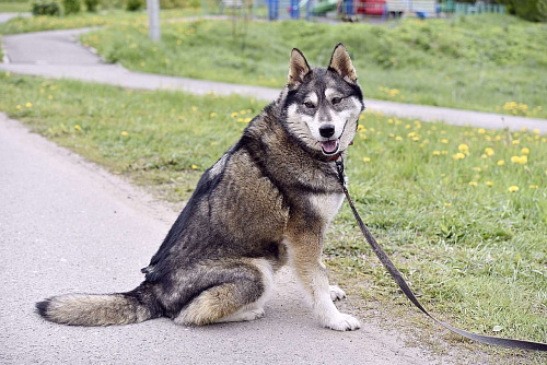 Объявление: Хася ищет дом и хозяина, собака в добрые руки, Бесплатно, Москва