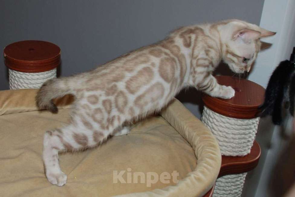 Кошки в Москве: Бенгальский котик. Мальчик, 65 000 руб. - фото 1