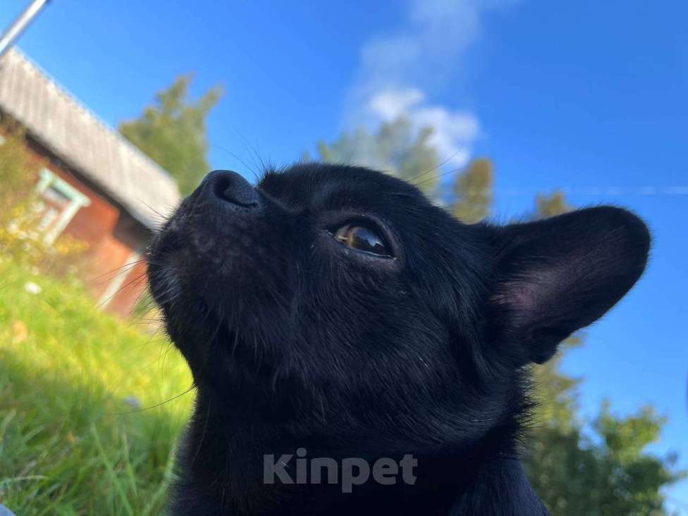 Собаки в Клине: Булочка Девочка, 18 000 руб. - фото 2