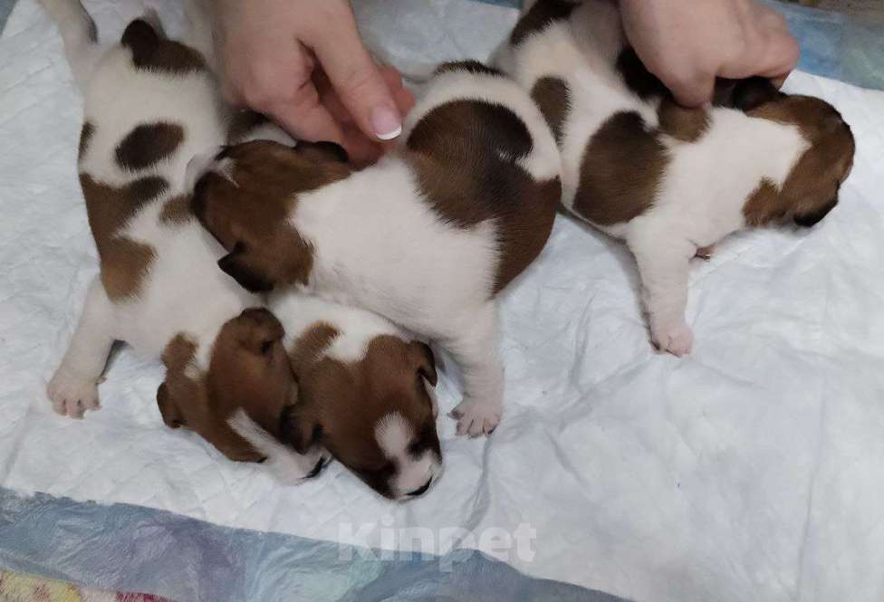 Собаки в Архангельске: Щенки джек-рассел-терьер Мальчик, 15 000 руб. - фото 2