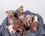 Собаки в Москве: Щенки американского питбуль терьера Мальчик, 70 000 руб. - фото 3