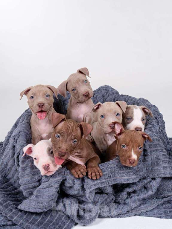 Собаки в Москве: Щенки американского питбуль терьера Мальчик, 70 000 руб. - фото 3