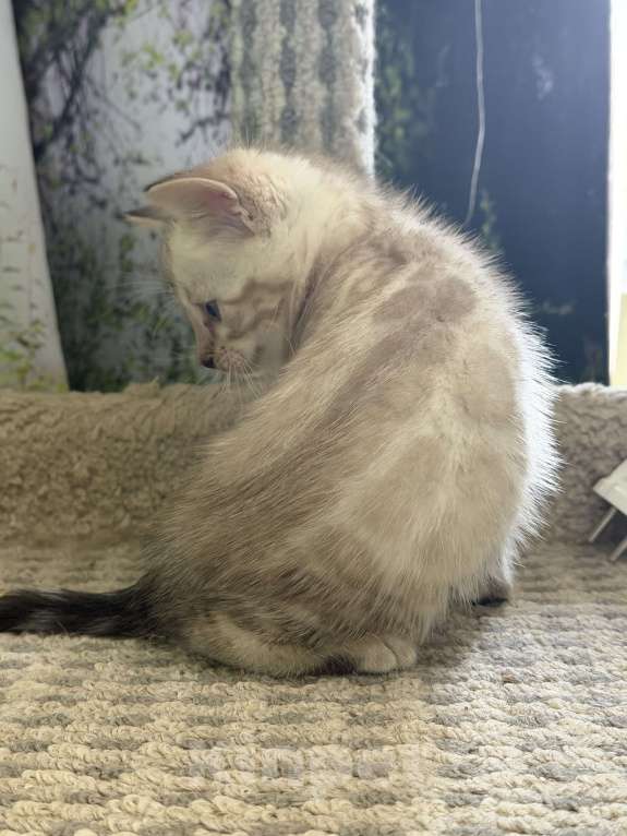 Кошки в Москве: Бенгальские котята Мальчик, 45 000 руб. - фото 3