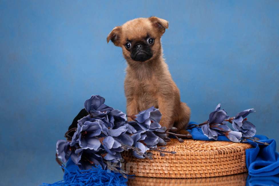 Собаки в Москве: Миниатюрный мальчик пти-брабансон Мальчик, 50 000 руб. - фото 1