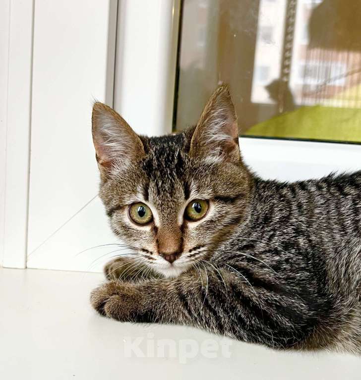 Кошки в Москве: Полосатая котенок Жужжа в добрые руки Девочка, Бесплатно - фото 3