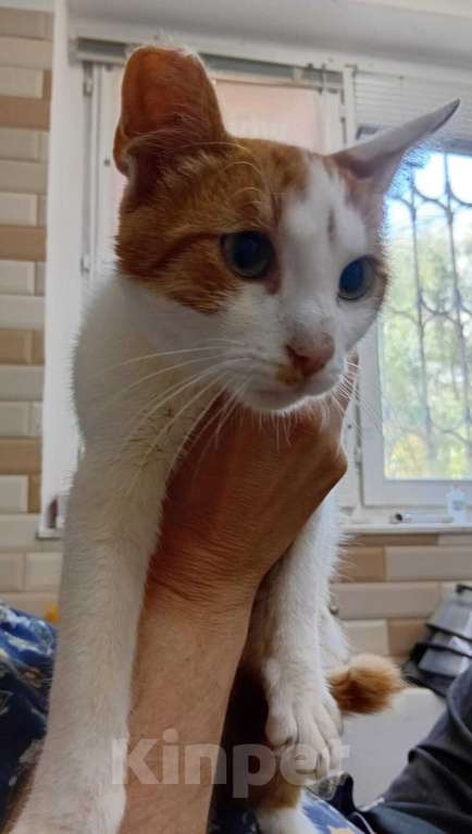 Кошки в Москве: Рыжий котёнок Серго в добрые руки Мальчик, 1 руб. - фото 3