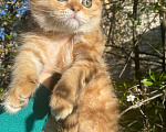 Кошки в Нижнем Новгороде: Шотландский котик Мальчик, 20 000 руб. - фото 2