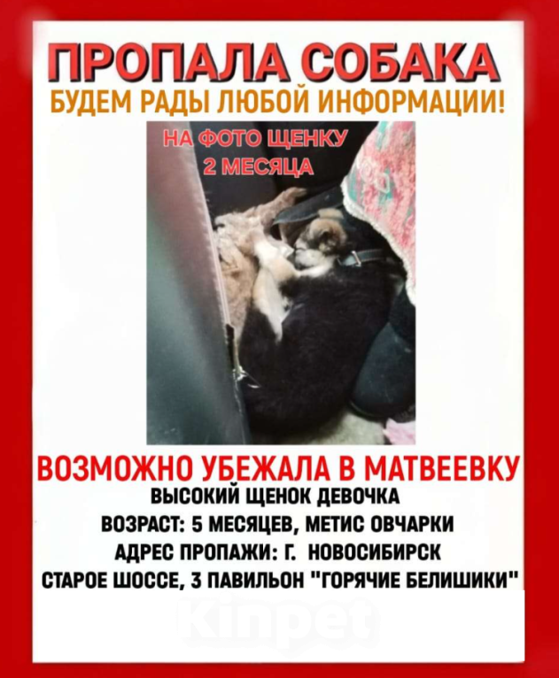 Собаки в Новосибирске: Потерялась собака Девочка, Бесплатно - фото 2