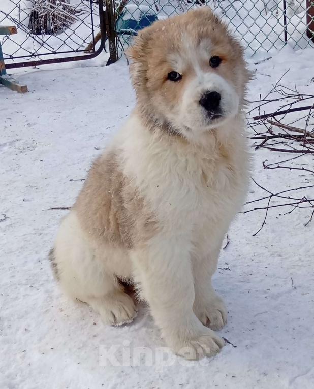 Собаки в Печоре: Девочка САО Девочка, 40 000 руб. - фото 2