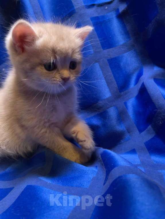 Кошки в Екатеринбурге: Шотландские котята  Мальчик, 25 000 руб. - фото 3