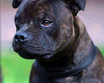 Собаки в Краснодаре: Кобель СТАФФИ вязки Мальчик, 40 000 руб. - фото 4