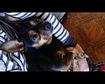 Собаки в Ангарске: Девственник для вязки, 500 руб. - фото 1